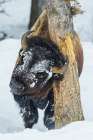 Tree hugging bull bison, winter in Yellowstone, Wyoming Art Print
